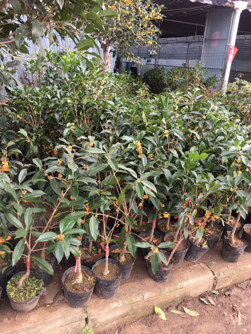 桂花树苗盆栽嫁接庭院地栽四季开花室内金桂树丹桂浓香型