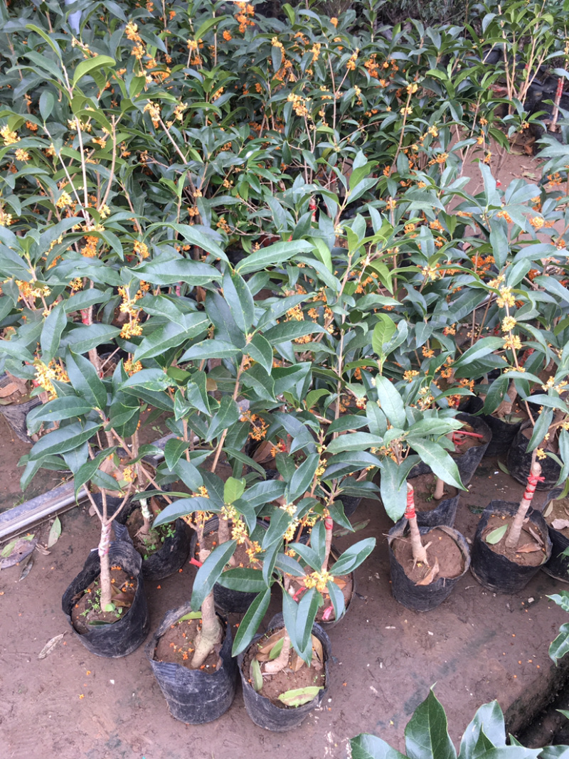 桂花树苗盆栽嫁接庭院地栽四季开花室内金桂树丹桂浓香型