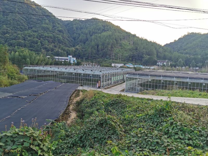 出售三叶青（三叶崖爬藤）种苗，金线吊葫芦种苗，石猴子苗