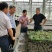 出售三叶青（三叶崖爬藤）种苗，金线吊葫芦种苗，石猴子苗