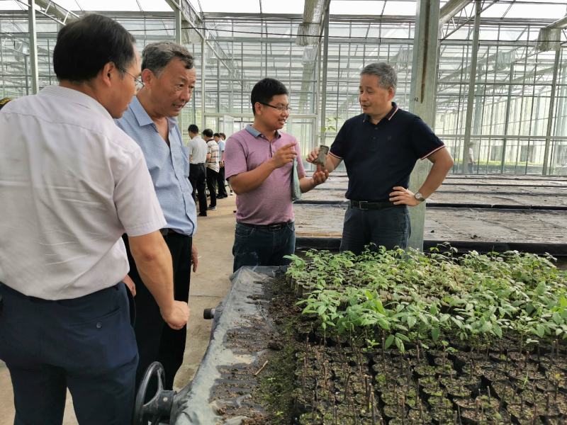 出售三叶青（三叶崖爬藤）种苗，金线吊葫芦种苗，石猴子苗