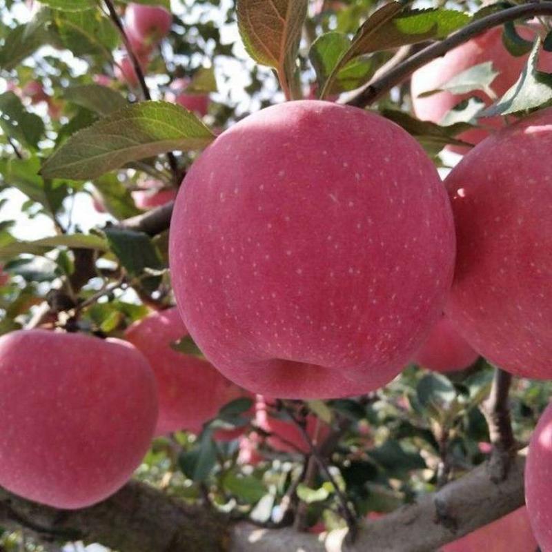 新品种果树苗烟台响富苹果树苗嫁接苗南方北方种植苹果苗当年