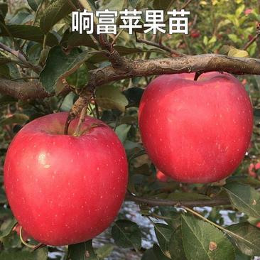 新品种果树苗烟台响富苹果树苗嫁接苗南方北方种植苹果苗当年