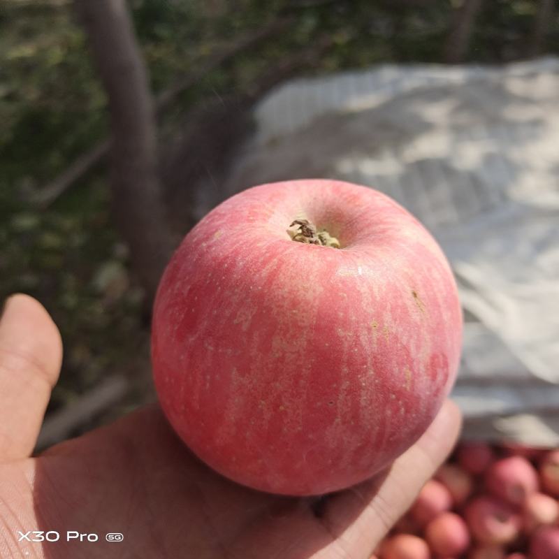 红富士苹果甘肃高原苹果