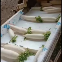 白萝卜大批量上市了！冷库打冷水洗一条龙服务~要的联系我