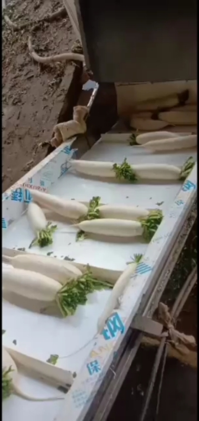 白萝卜大批量上市了！冷库打冷水洗一条龙服务~要的联系我