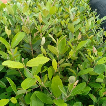 桃金娘种植苗……成熟可以吃也可以泡酒