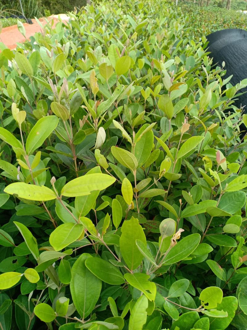 桃金娘种植苗……成熟可以吃也可以泡酒