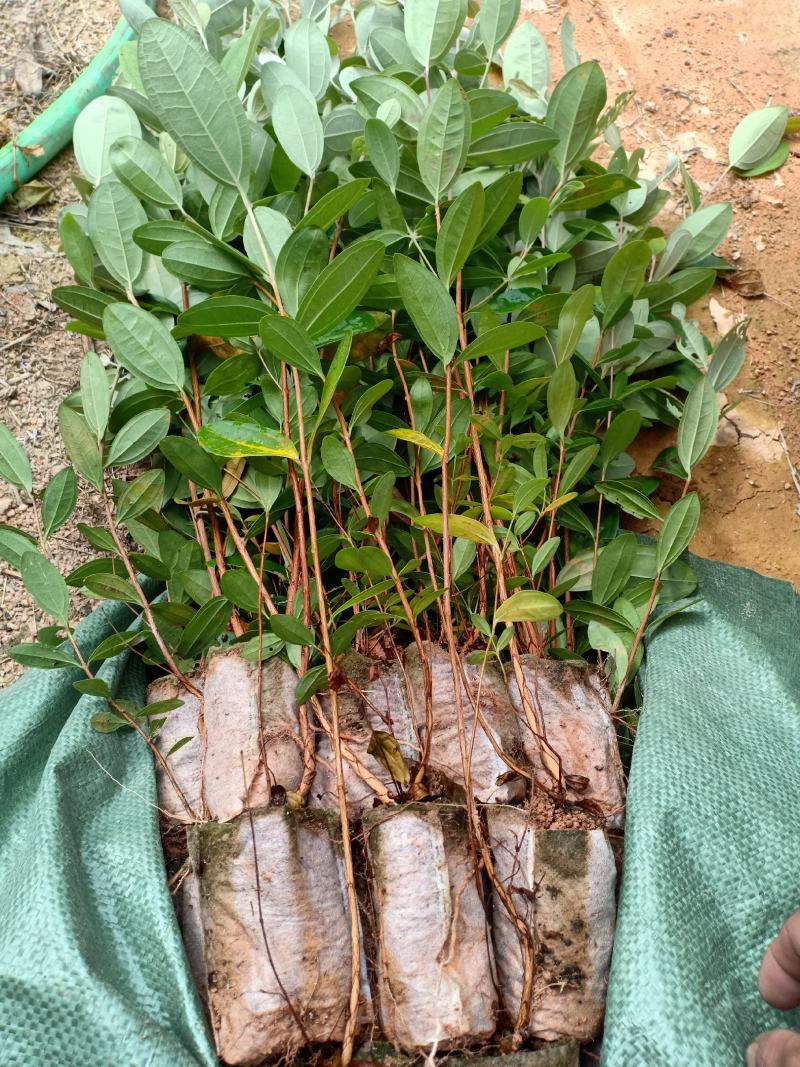 桃金娘种植苗……成熟可以吃也可以泡酒