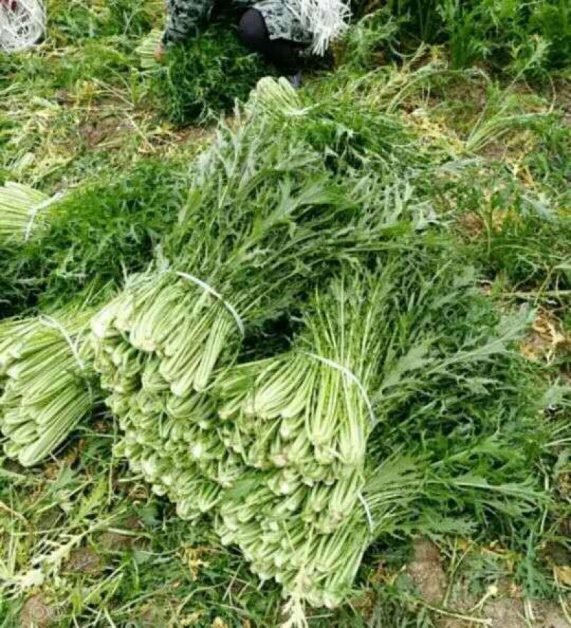 雪里蕻大量出售产地直销
