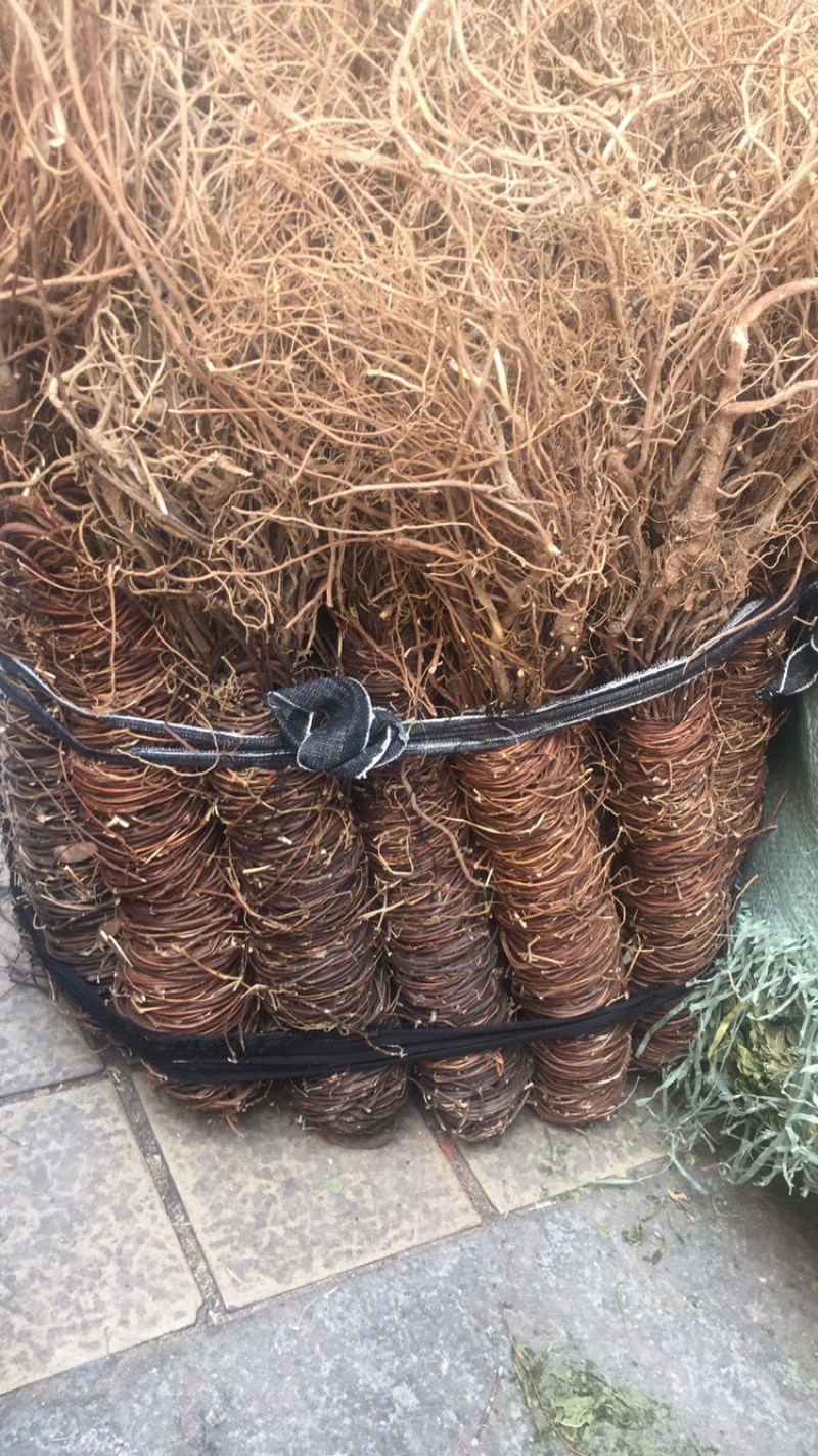 鸡骨草扎把齐手新货足干无硫量大包邮中药材批发