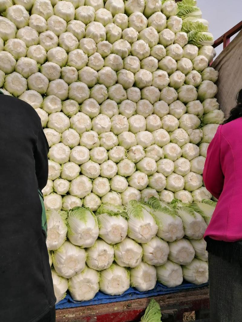 黄心白菜，玲珑黄白菜，精品白菜