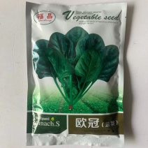 菠菜种子墨绿大叶菠菜种子四季蔬菜秋冬籽种阳台种籽