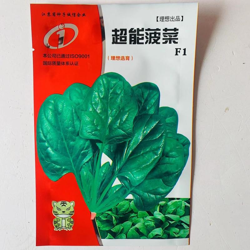 菠菜种子墨绿大叶菠菜种子四季蔬菜秋冬籽种阳台种籽