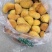 西峡县科达菌种厂桑黄菌包已有现货需要的联系，