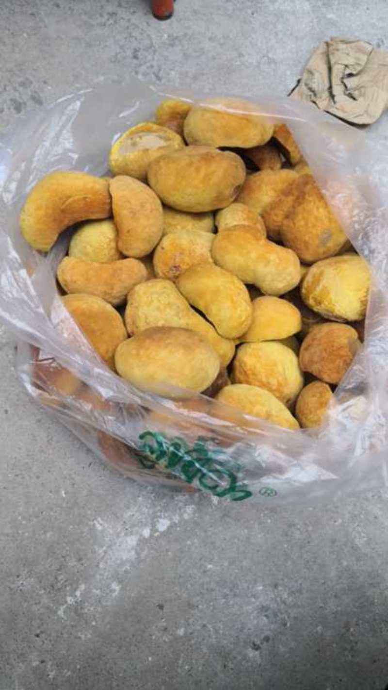 西峡县科达菌种厂桑黄菌包已有现货需要的联系，