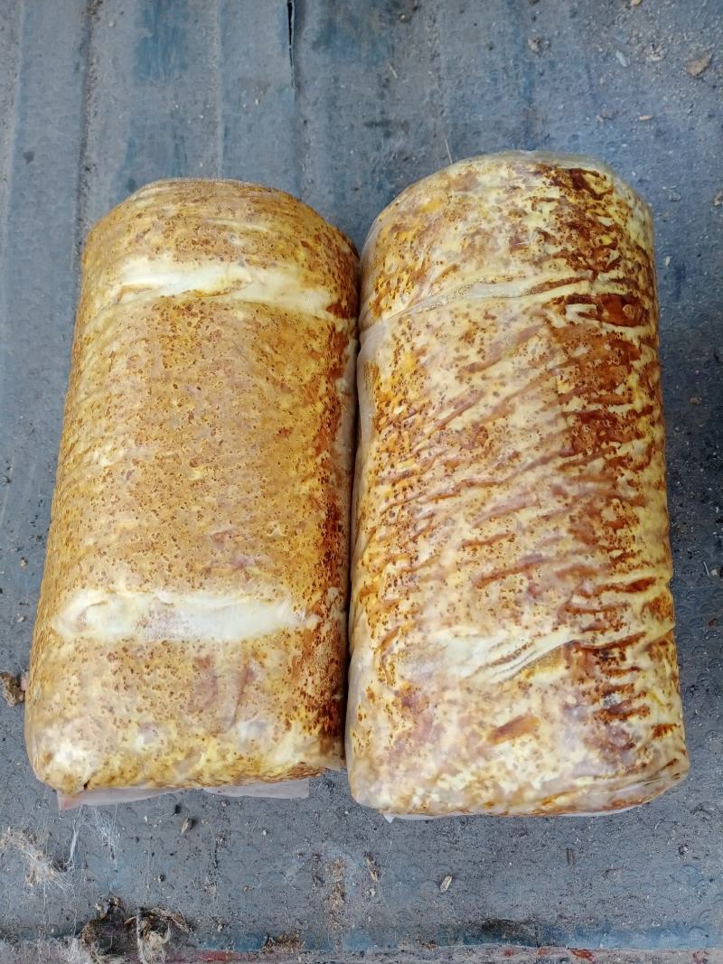 西峡县科达菌种厂桑黄菌包已有现货需要的联系，