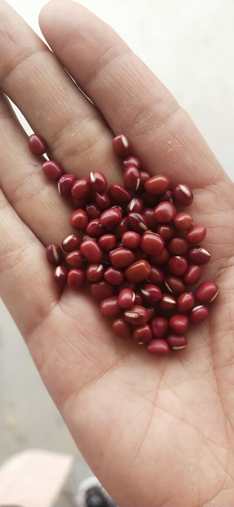 红小豆红豆小红豆珍珠粒珍珠红红小豆50斤装。