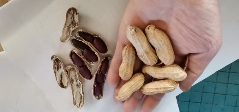 黑花生，颗粒饱满，果大干实