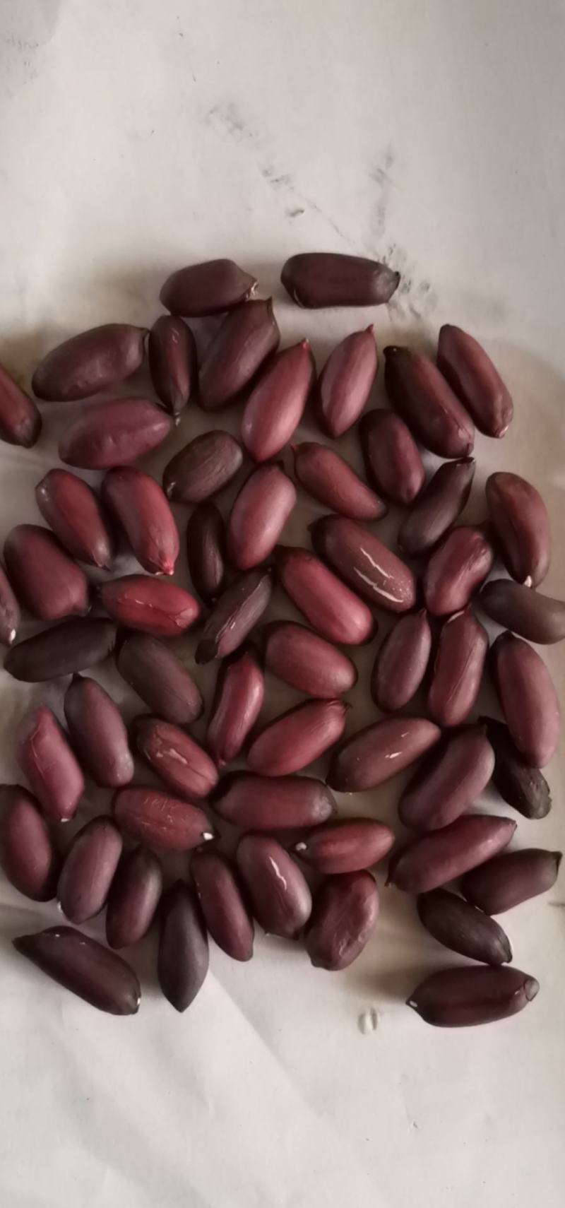 黑花生，颗粒饱满，果大干实