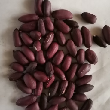 黑花生，颗粒饱满，果大干实
