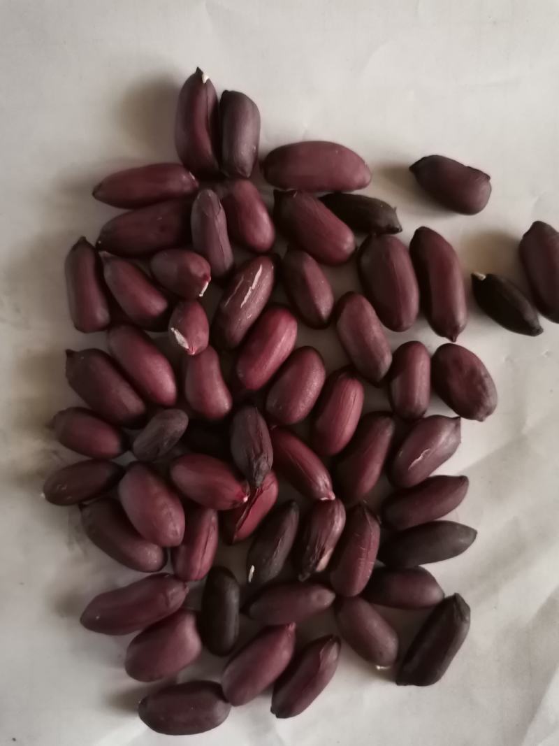 黑花生，颗粒饱满，果大干实