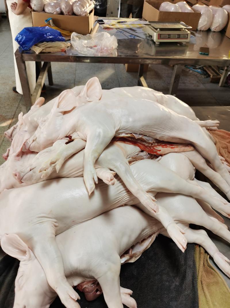 乳猪，冻乳猪，2--40公斤大量现货，确保新鲜