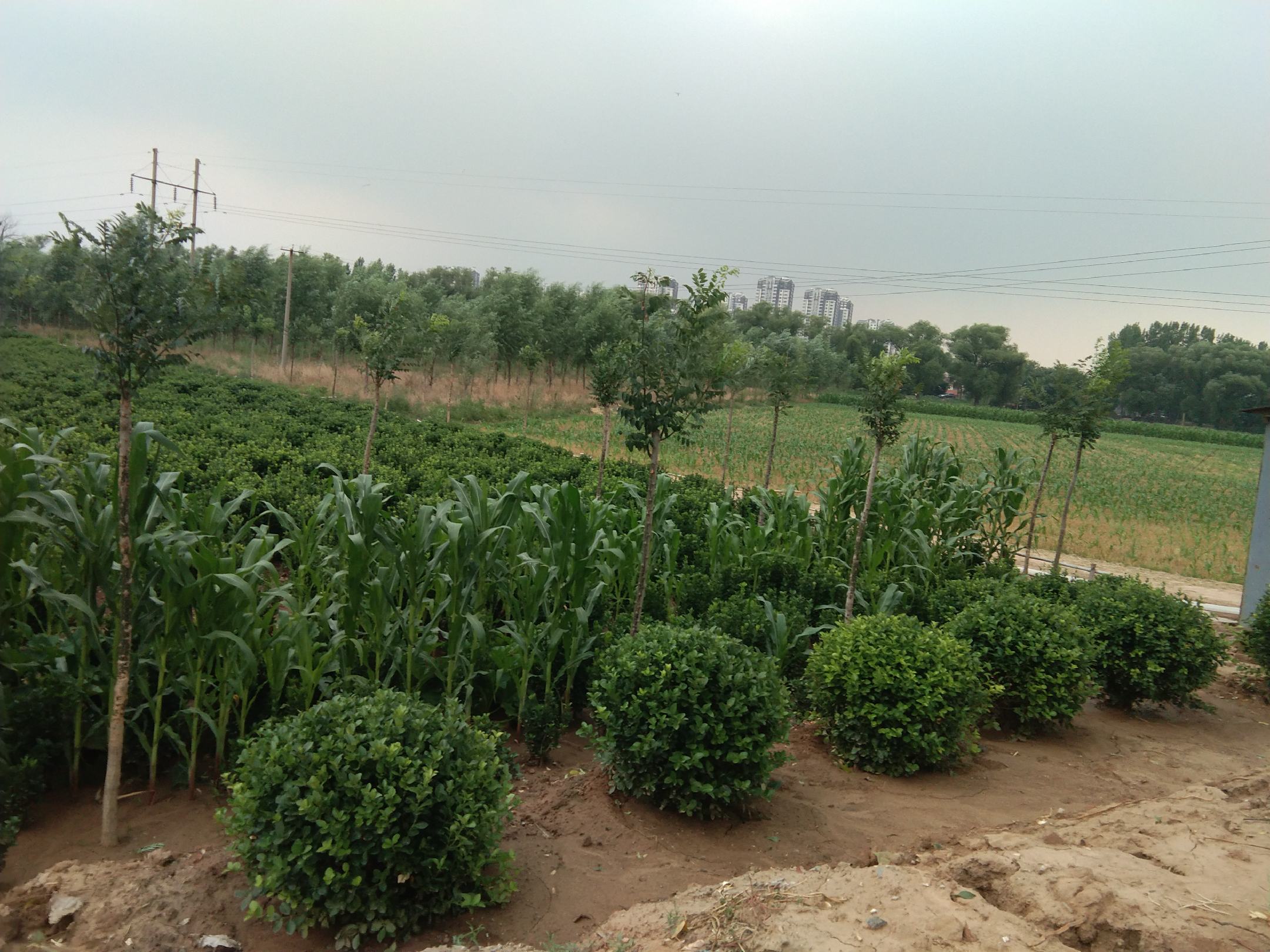 华北地区百合越冬覆盖管理示意图