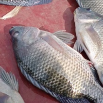 自家流動水養羅非魚，個大，肉厚，不臭泥味，看上的老板