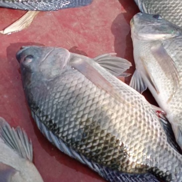 自家流動水養羅非魚，個大，肉厚，不臭泥味，看上的老板聯系