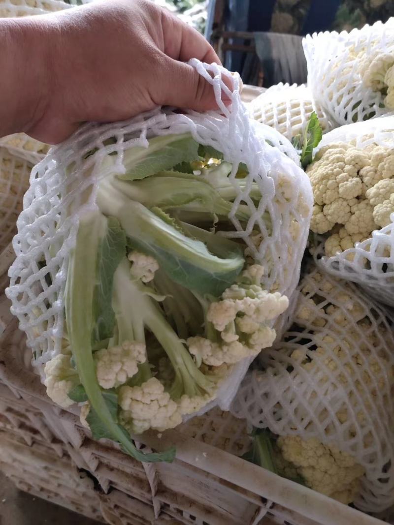 精品有机花菜，产地直发，量大从优，保质保量，全国发货