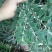 白花地棉根/野生白花地棉根/白花地棉茎/