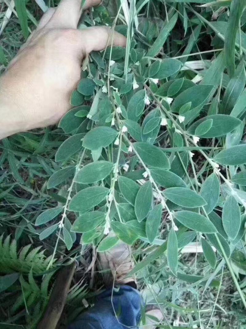 白花地棉根/野生白花地棉根/白花地棉茎/
