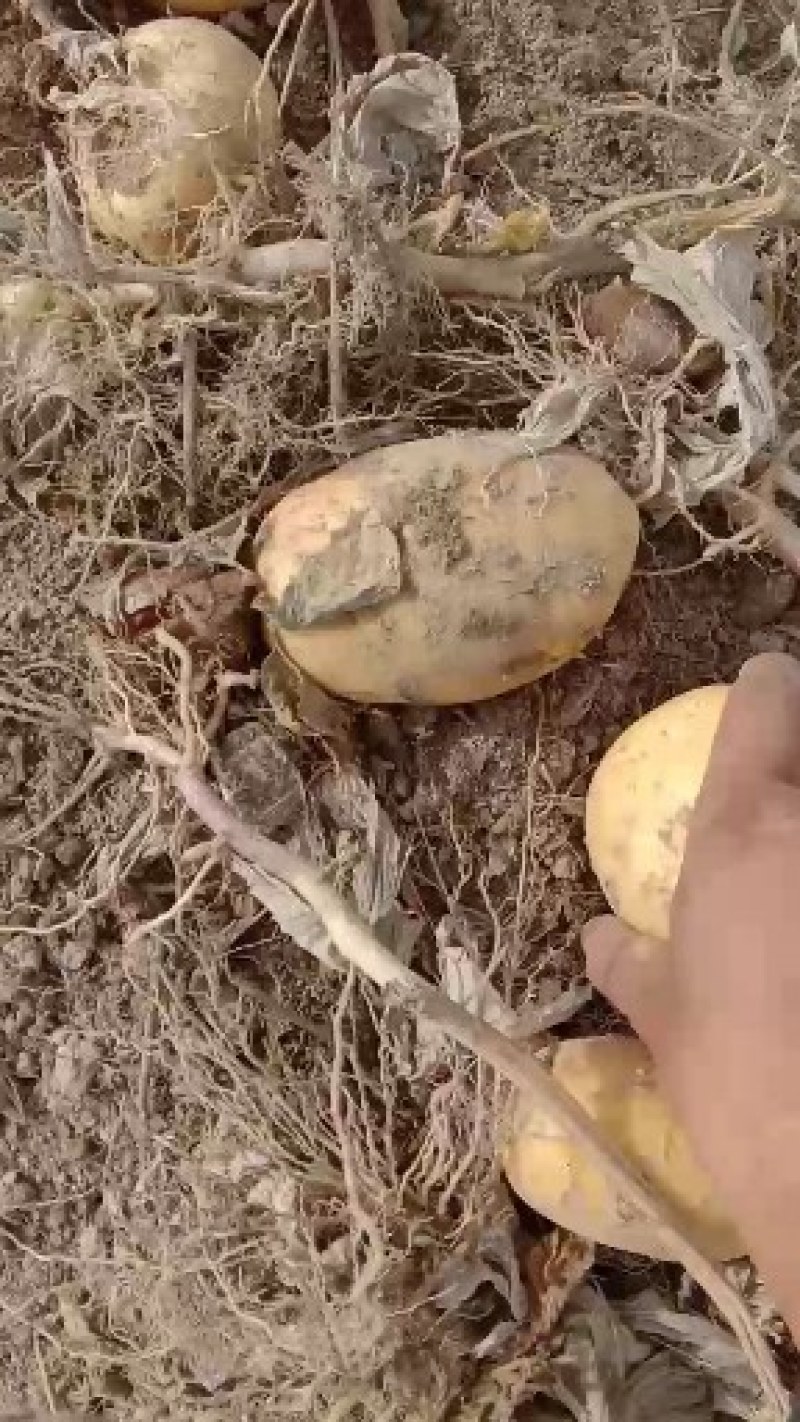 V7土豆本地客商种植大户代收代卖包证现挖现装三两通天表皮干净