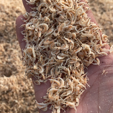 虾皮小虾皮电商专用小虾大量现货可定制代发