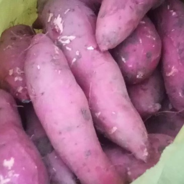 河南西瓜红红薯，大量上市，价格实惠，欢迎实地考察