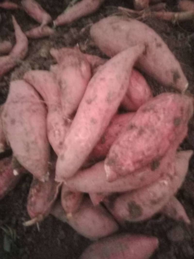 河南西瓜红红薯，大量上市，价格实惠，欢迎实地考察