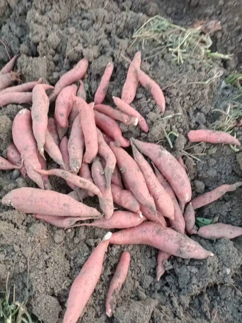河南西瓜红红薯，大量上市，价格实惠，欢迎实地考察