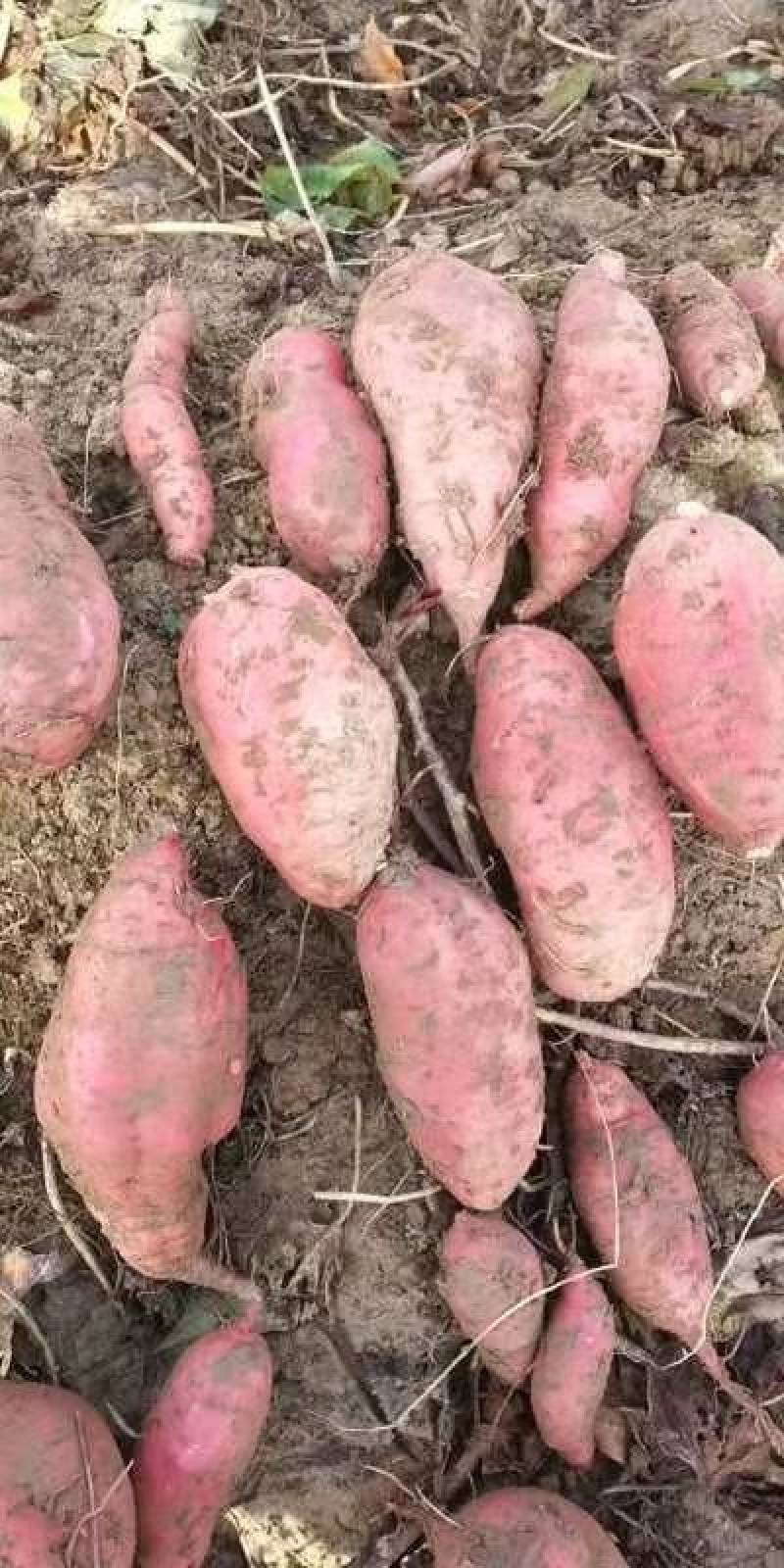 河南西瓜红红薯，大量上市，价格实惠，欢迎实地考察