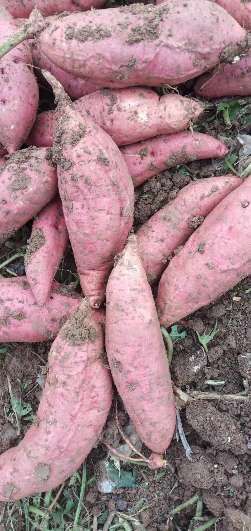 河南西瓜红红薯，大量上市，价格实惠，欢迎实地考察