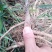 牡丹苗白芍苗年产百万，均有1一3年苗木