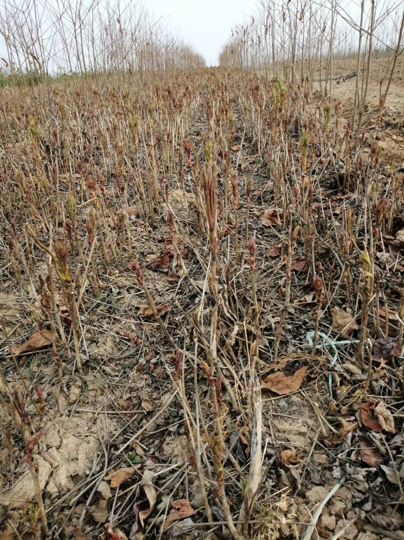 牡丹苗白芍苗年产百万，均有1一3年苗木