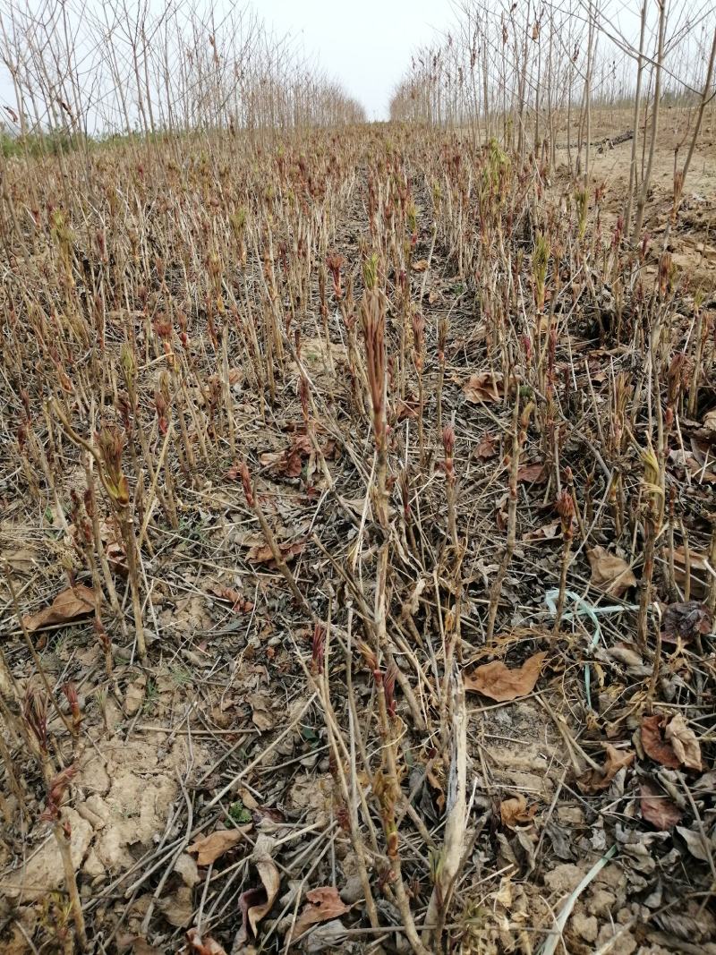 牡丹苗白芍苗年产百万，均有1一3年苗木