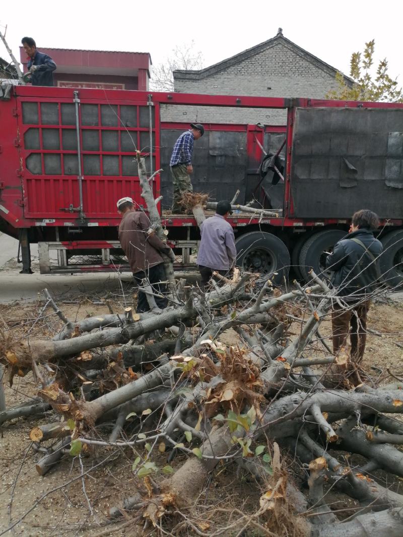 苹果树2一20公分的精品低价位且有占地果树苗