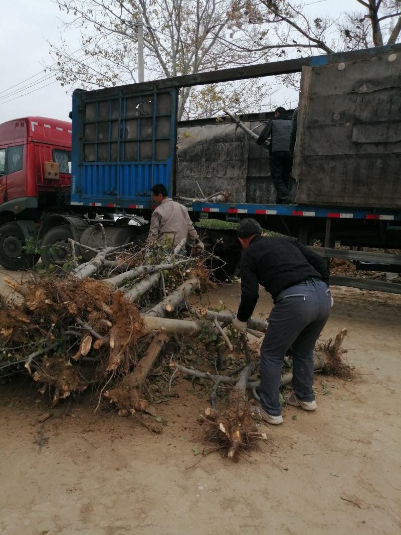 苹果树2一20公分的精品低价位且有占地果树苗