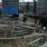 苹果树2一20公分的精品低价位且有占地果树苗