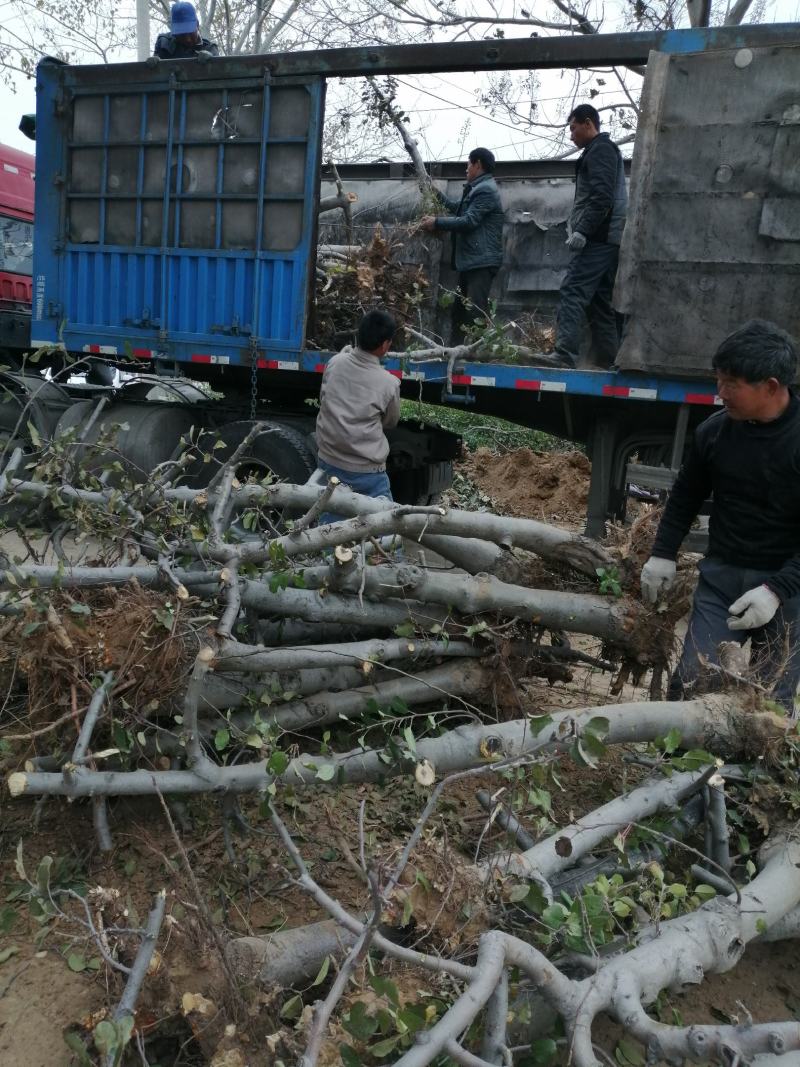 苹果树2一20公分的精品低价位且有占地果树苗