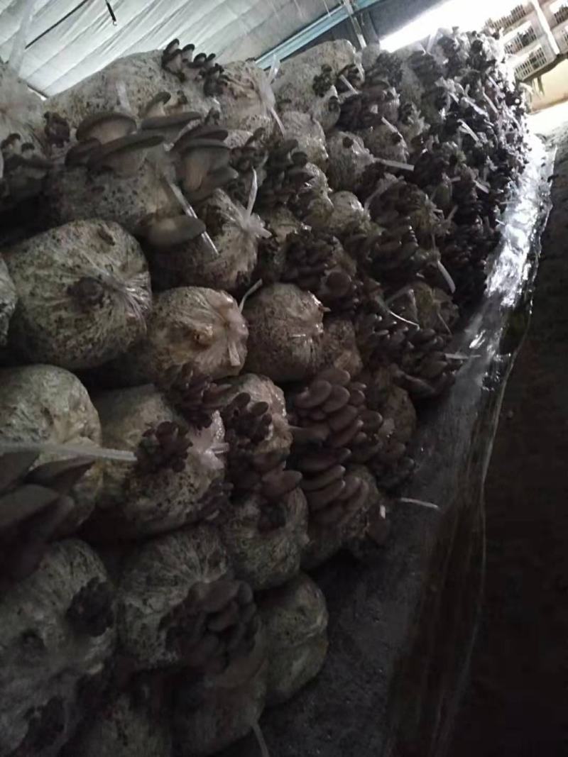货量大，长期供货，合作社管理，可提供冷库