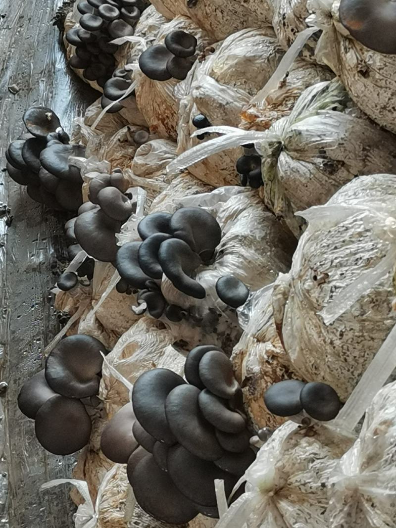 货量大，长期供货，合作社管理，可提供冷库