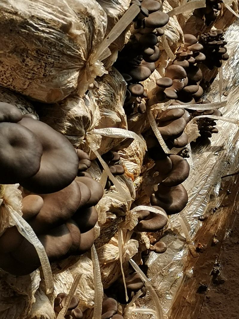 货量大，长期供货，合作社管理，可提供冷库